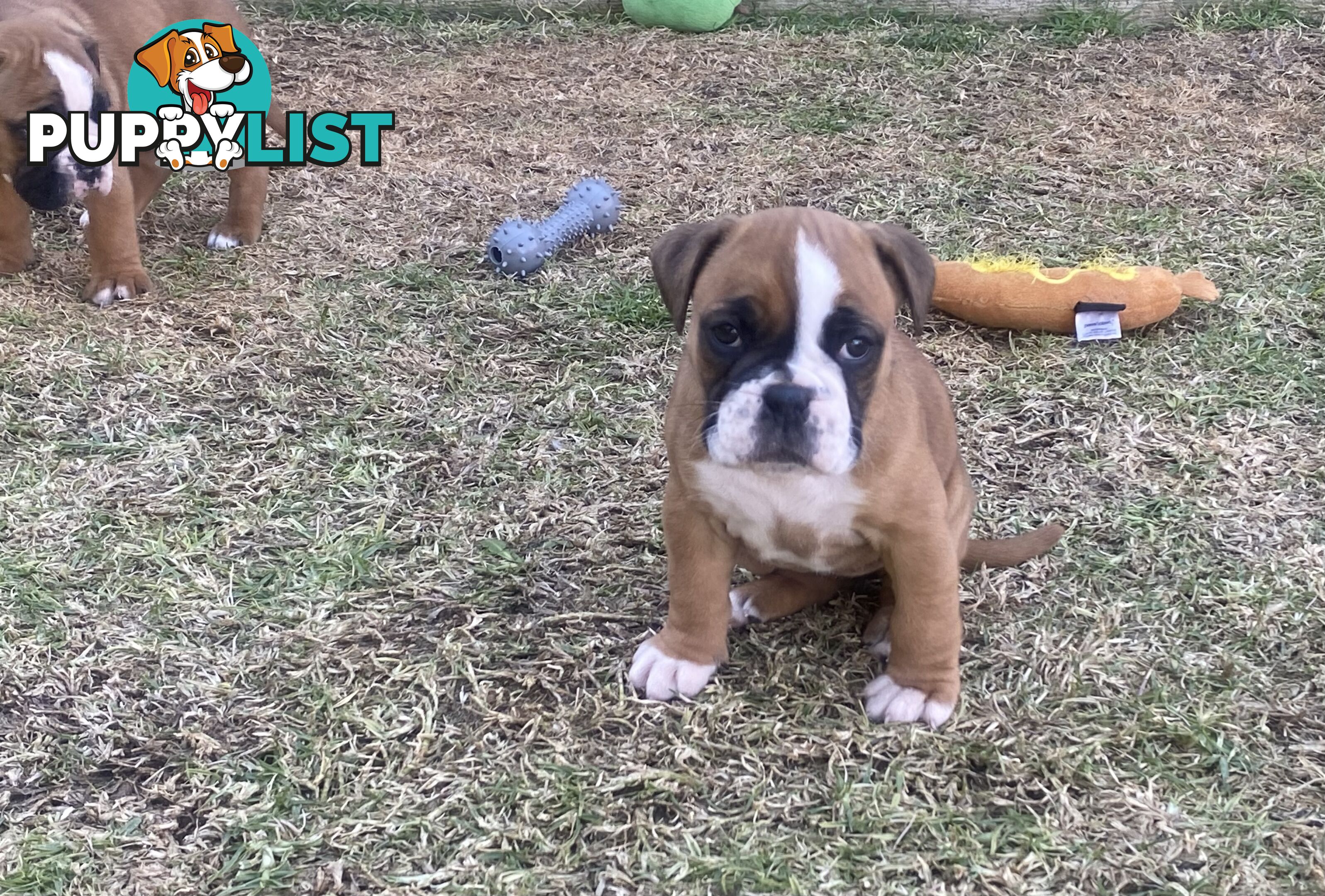 Boxer X Bulldog Puppies