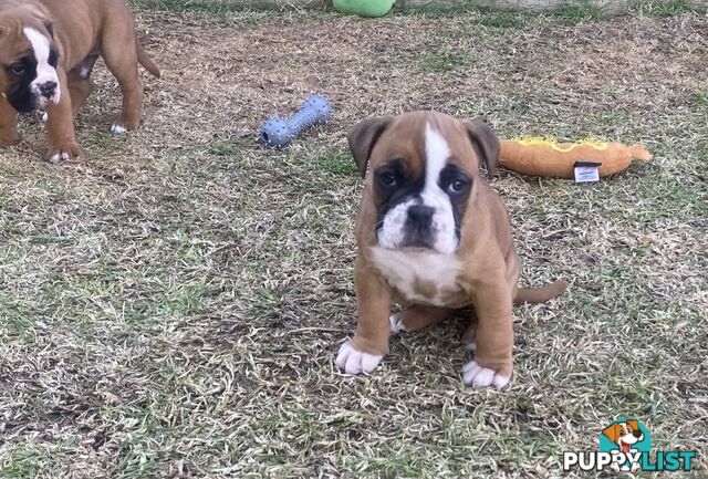 Boxer X Bulldog Puppies