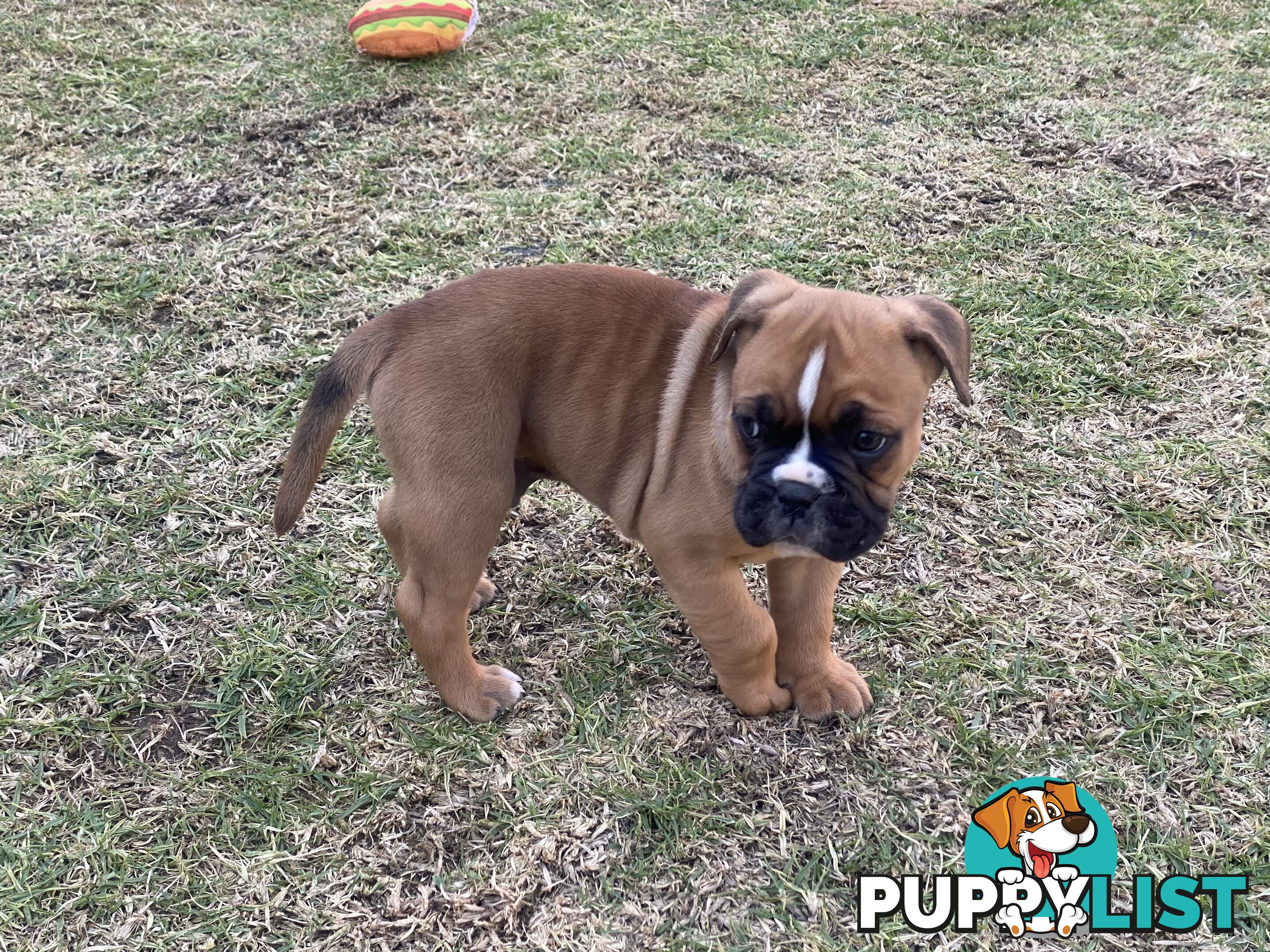 Boxer X Bulldog Puppies