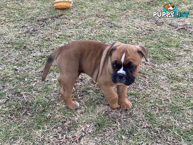 Boxer X Bulldog Puppies