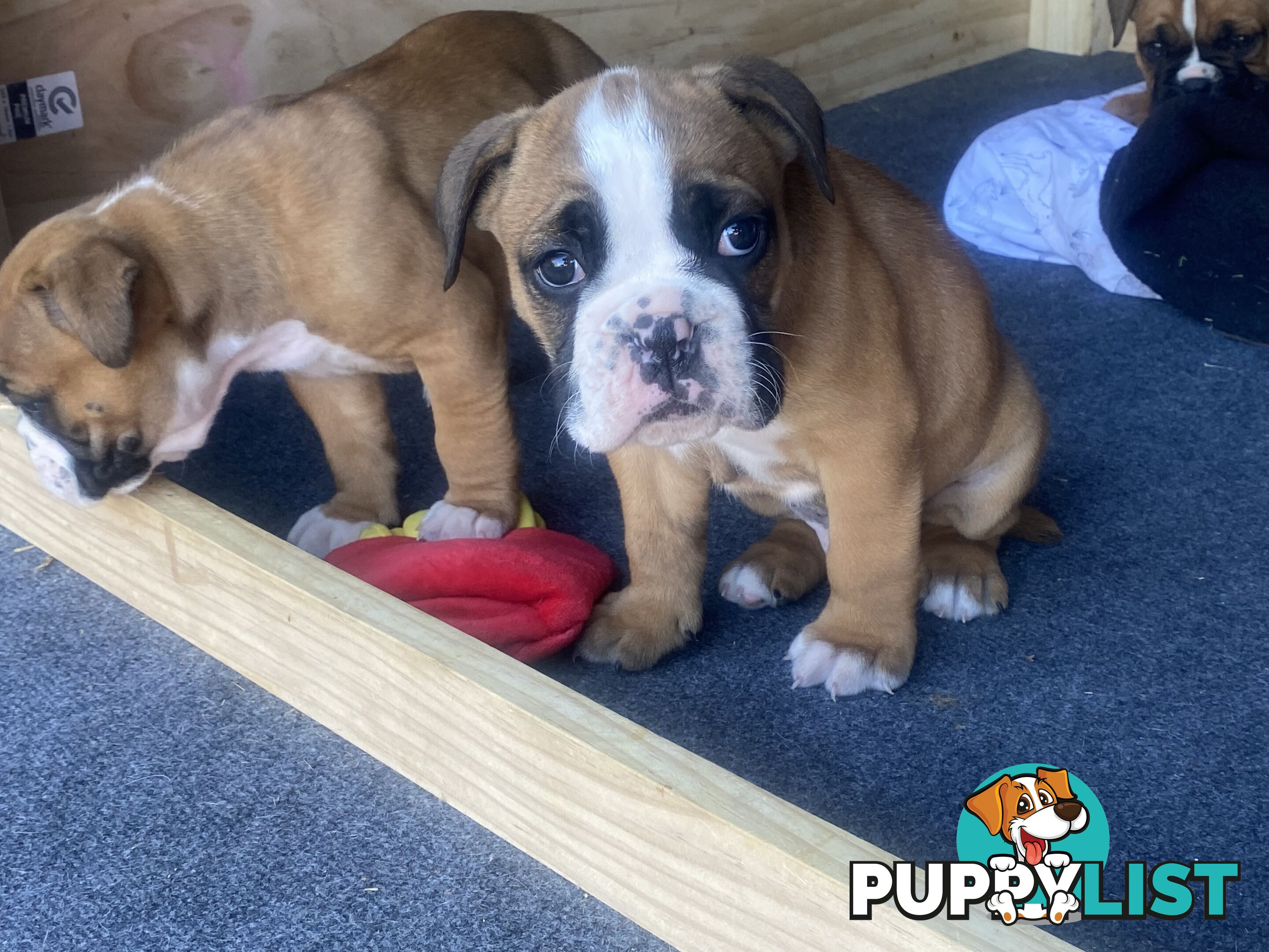 Boxer X Bulldog Puppies