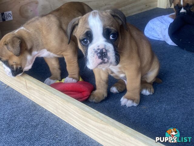 Boxer X Bulldog Puppies