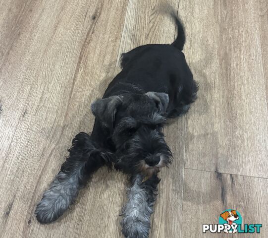 Schnauzer puppies