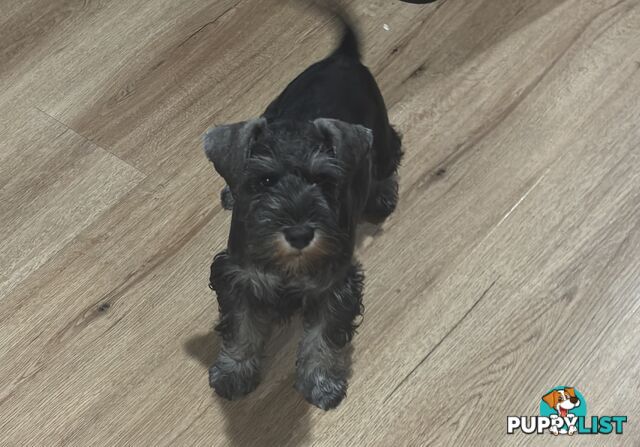 Schnauzer puppies