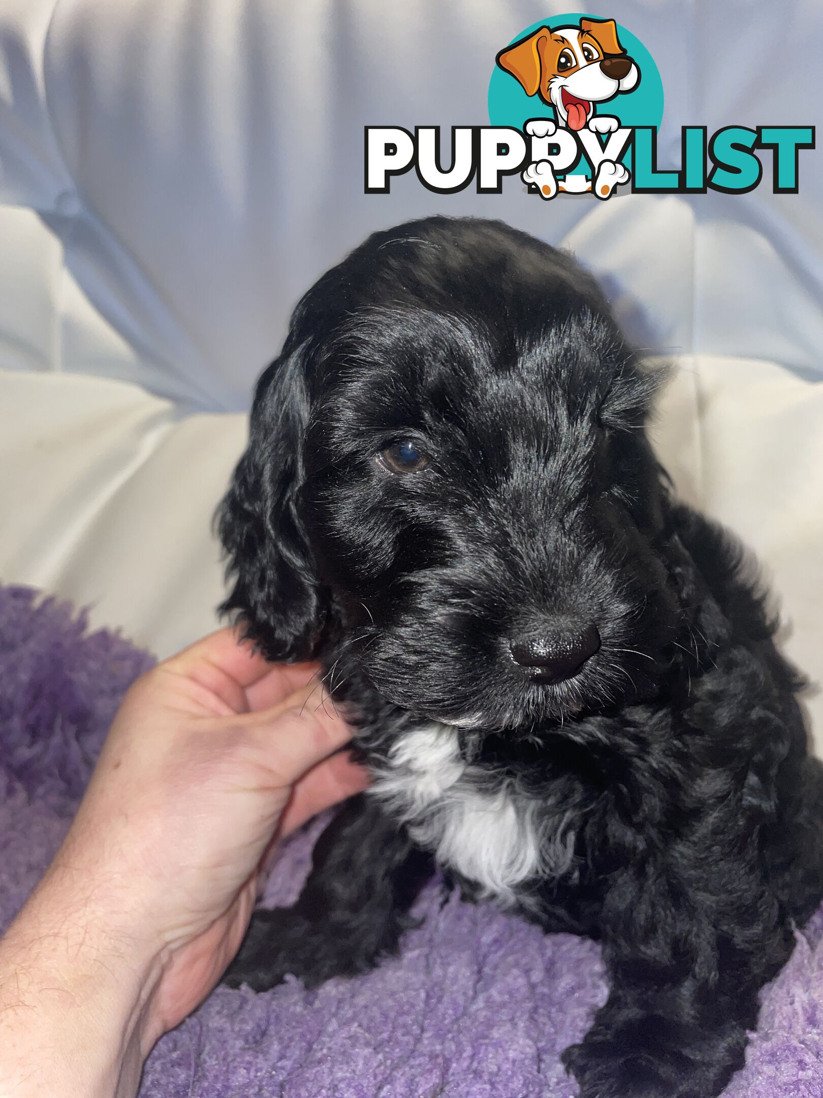 Spoodle puppies