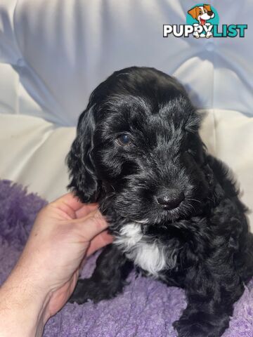 Spoodle puppies