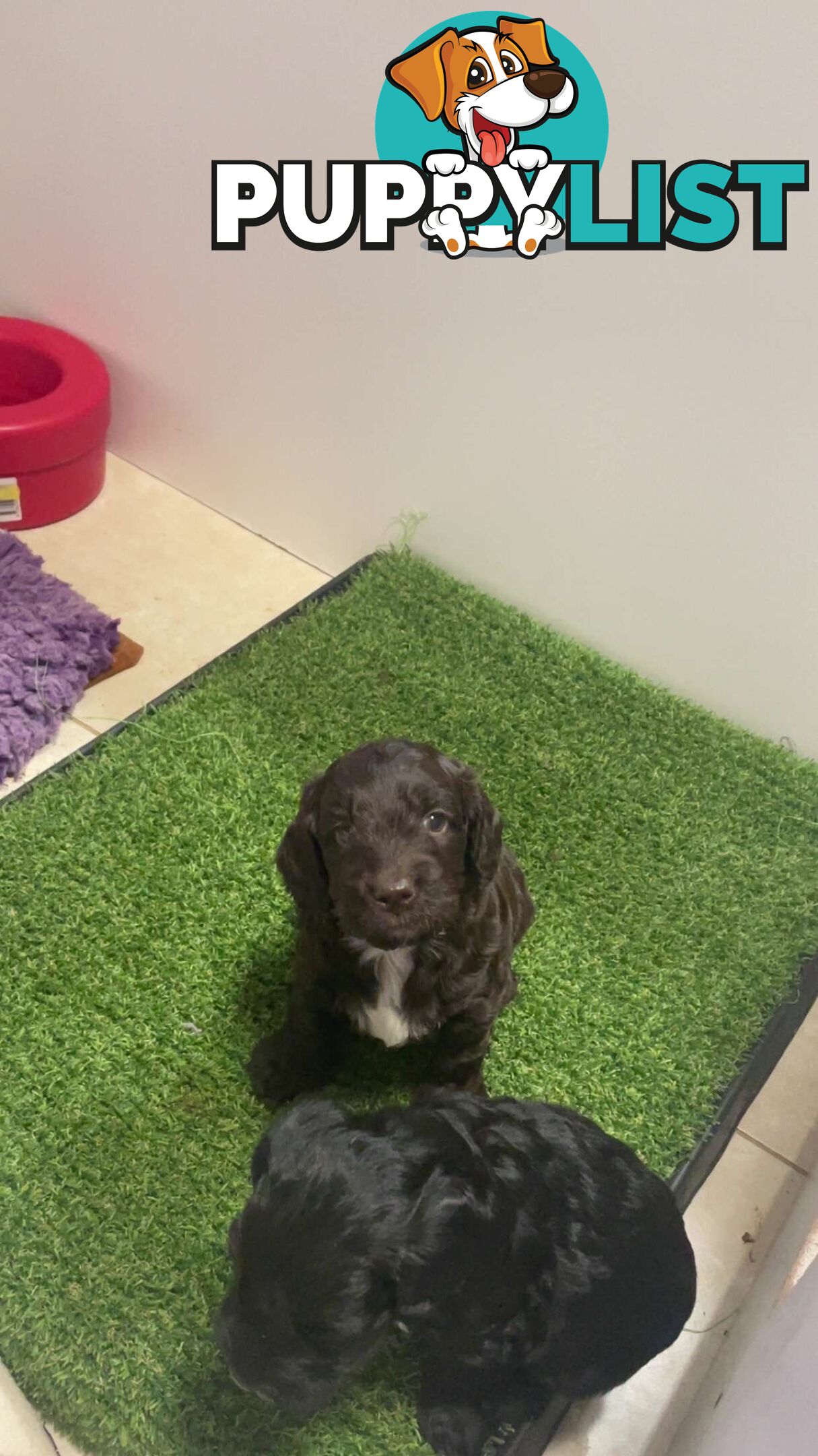 Spoodle puppies