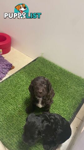 Spoodle puppies