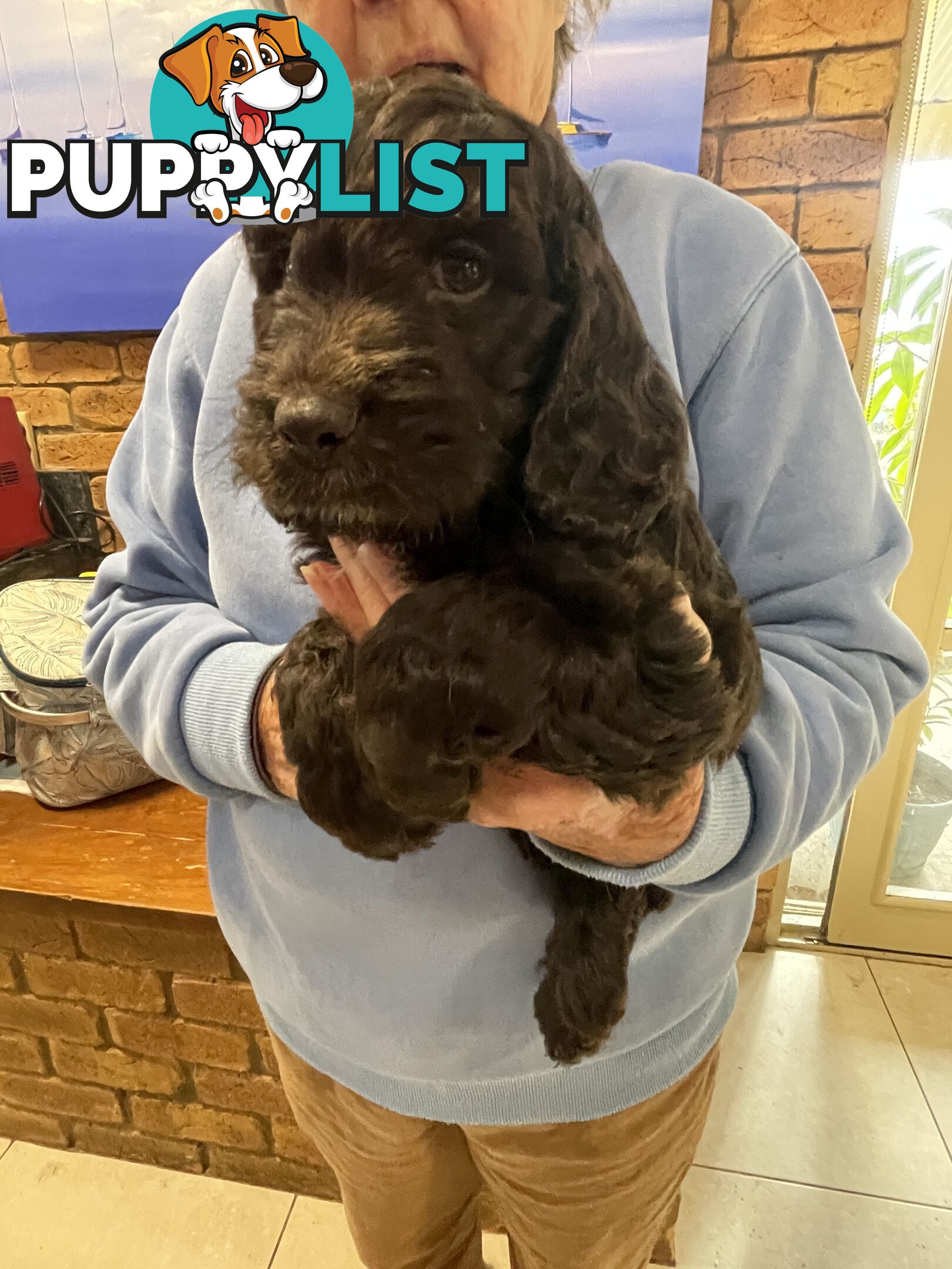 Spoodle puppies