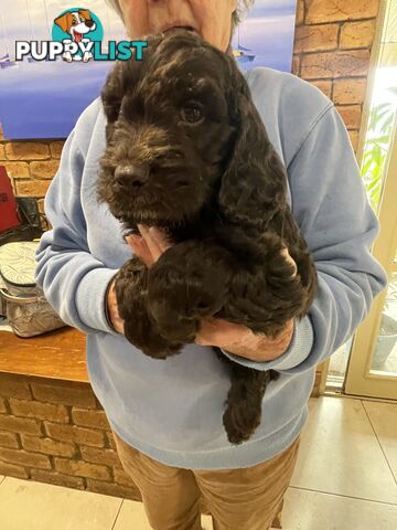 Spoodle puppies