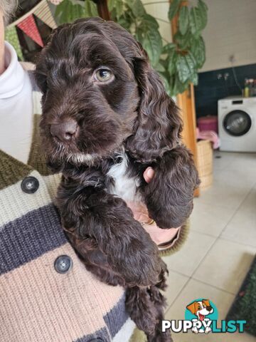 Spoodle puppies