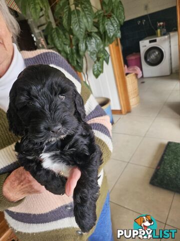 Spoodle puppies