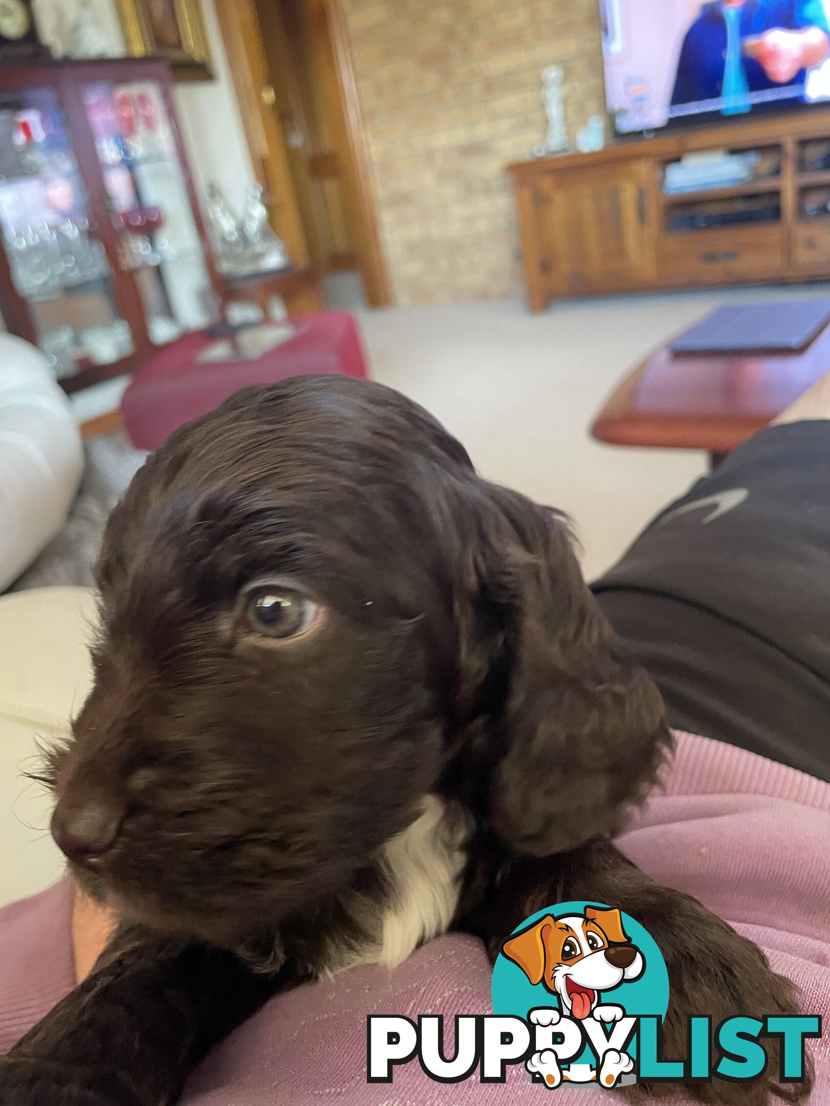 Spoodle puppies