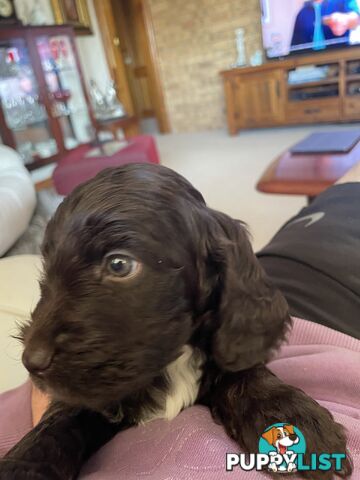 Spoodle puppies
