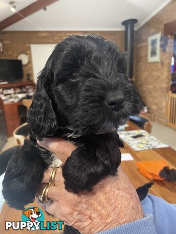 Spoodle puppies