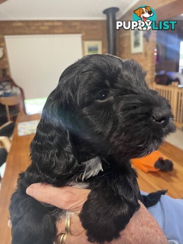 Spoodle puppies