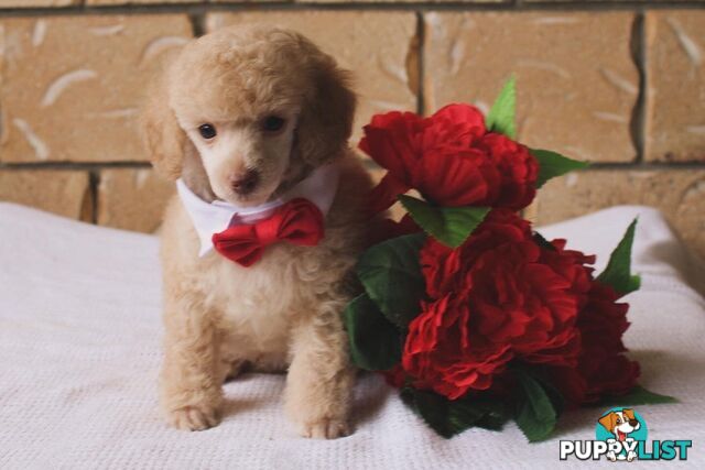 Toy poodle