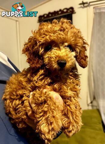 Toy poodle