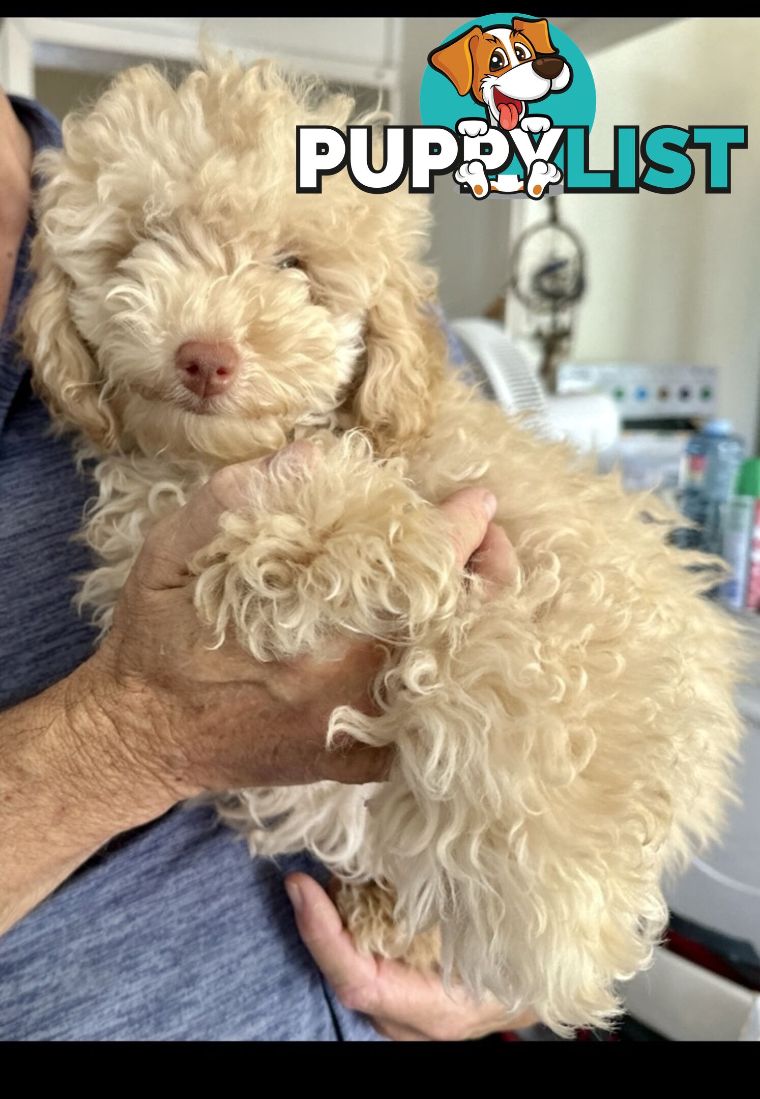 Toy poodle