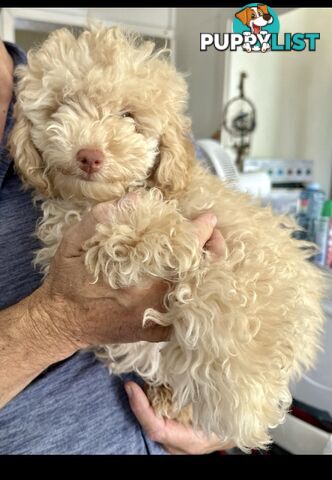 Toy poodle