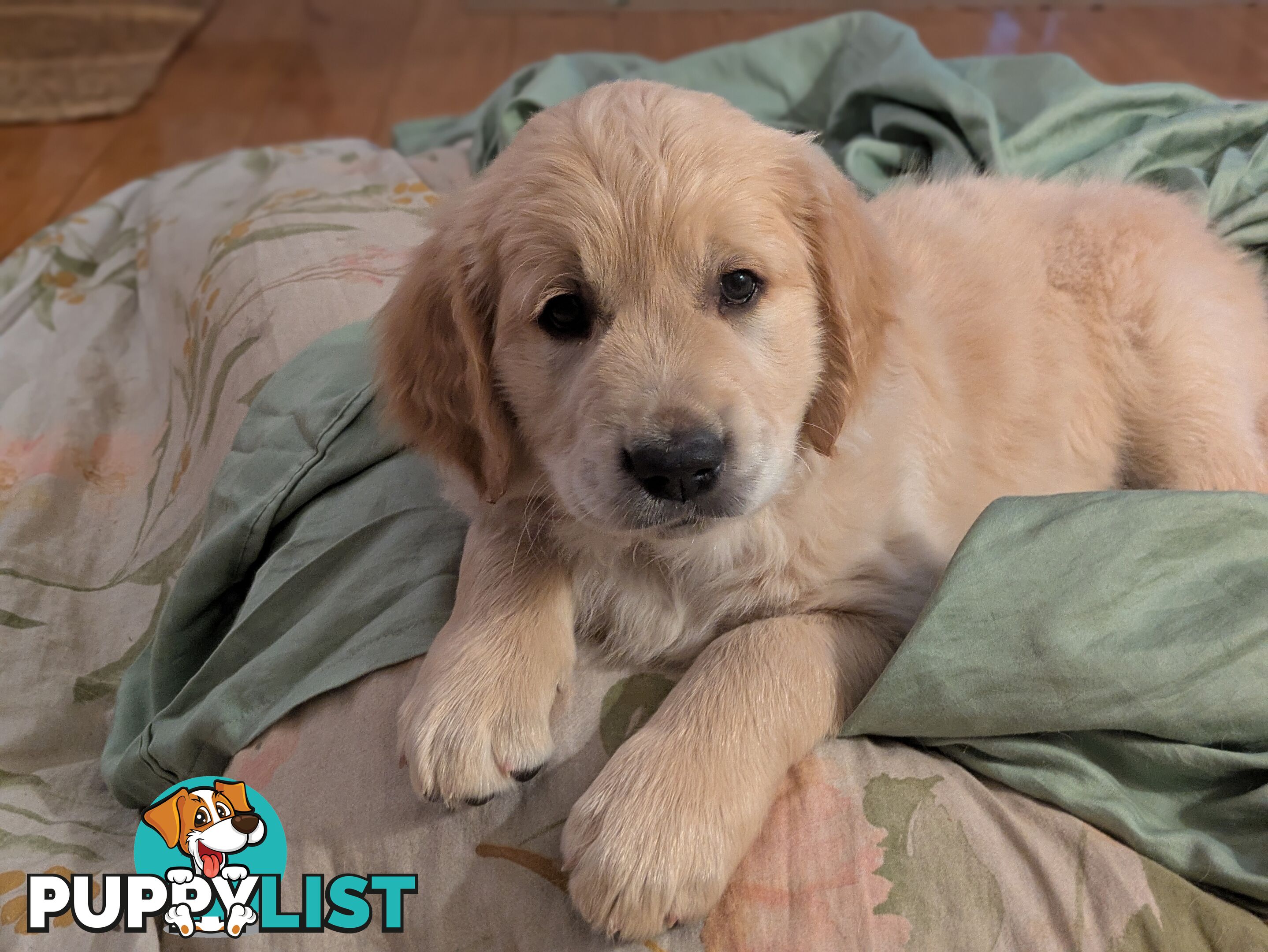 Pedigree Pure Bred GORGEOUS GOLDEN RETRIEVER PUPS