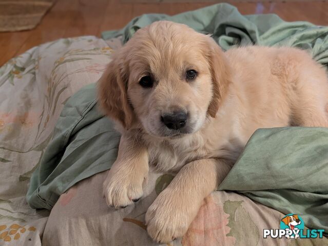 Pedigree Pure Bred GORGEOUS GOLDEN RETRIEVER PUPS