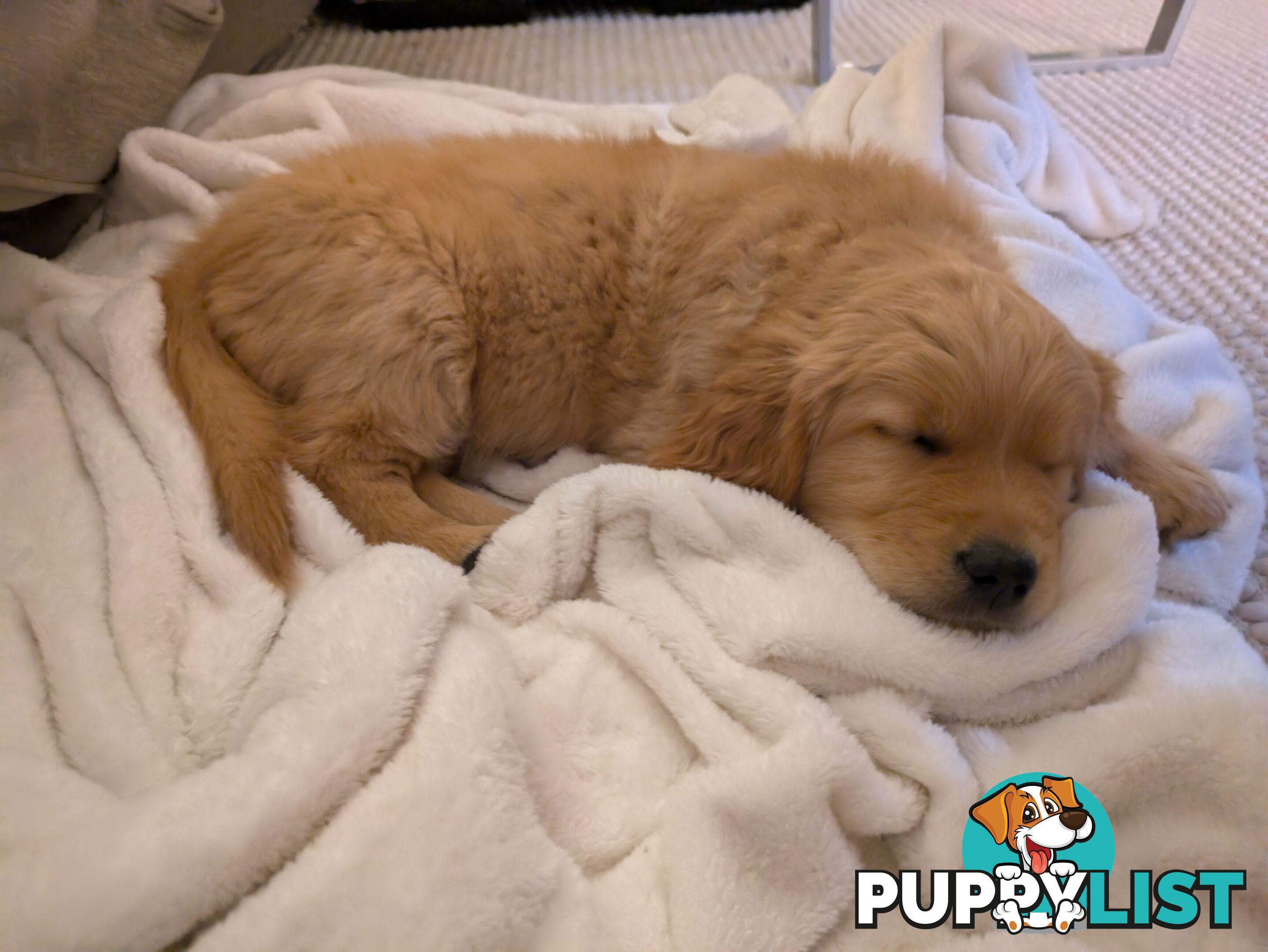 Pedigree Pure Bred GORGEOUS GOLDEN RETRIEVER PUPS