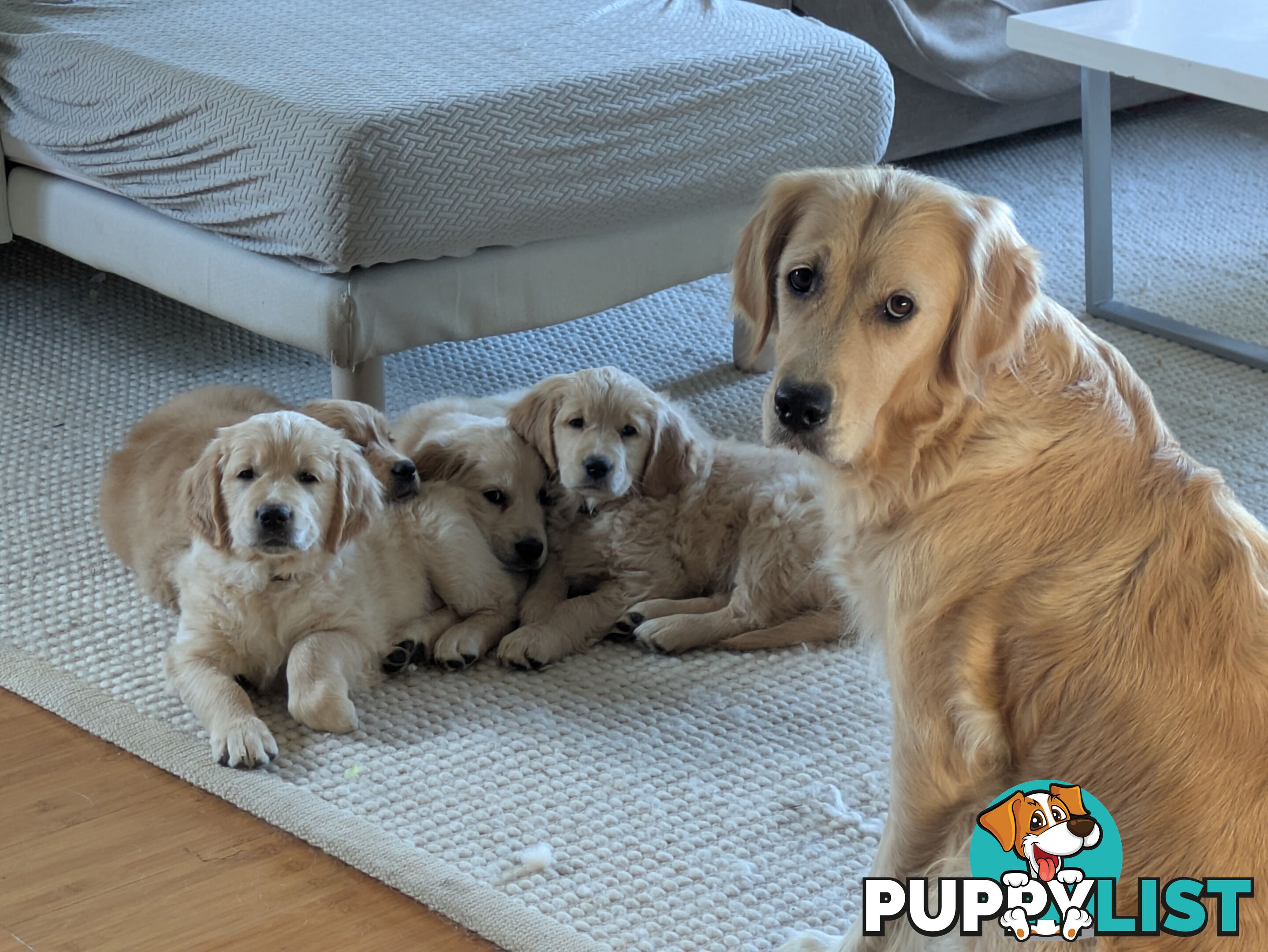 Pedigree Pure Bred GORGEOUS GOLDEN RETRIEVER PUPS
