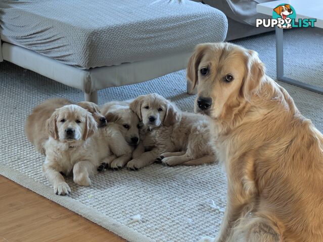Pedigree Pure Bred GORGEOUS GOLDEN RETRIEVER PUPS