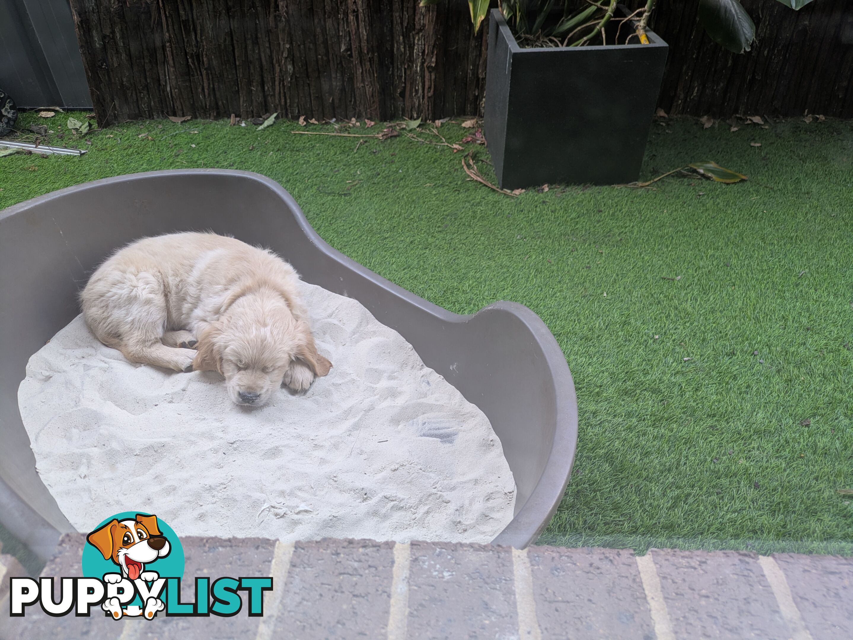 Pedigree Pure Bred GORGEOUS GOLDEN RETRIEVER PUPS
