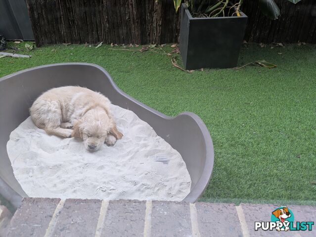 Pedigree Pure Bred GORGEOUS GOLDEN RETRIEVER PUPS