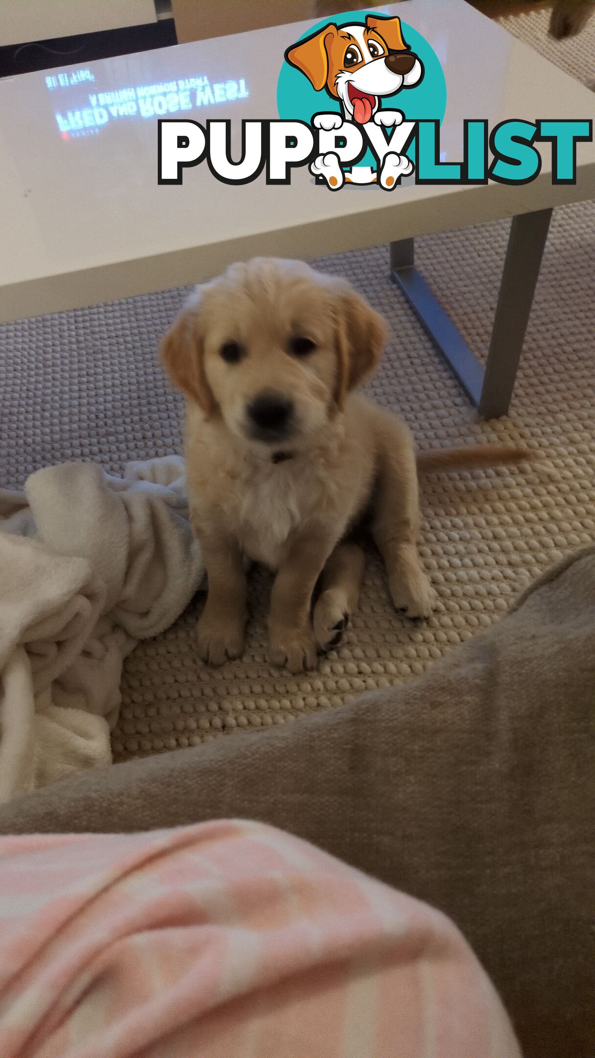 Pedigree Pure Bred GORGEOUS GOLDEN RETRIEVER PUPS