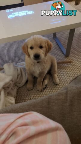 Pedigree Pure Bred GORGEOUS GOLDEN RETRIEVER PUPS