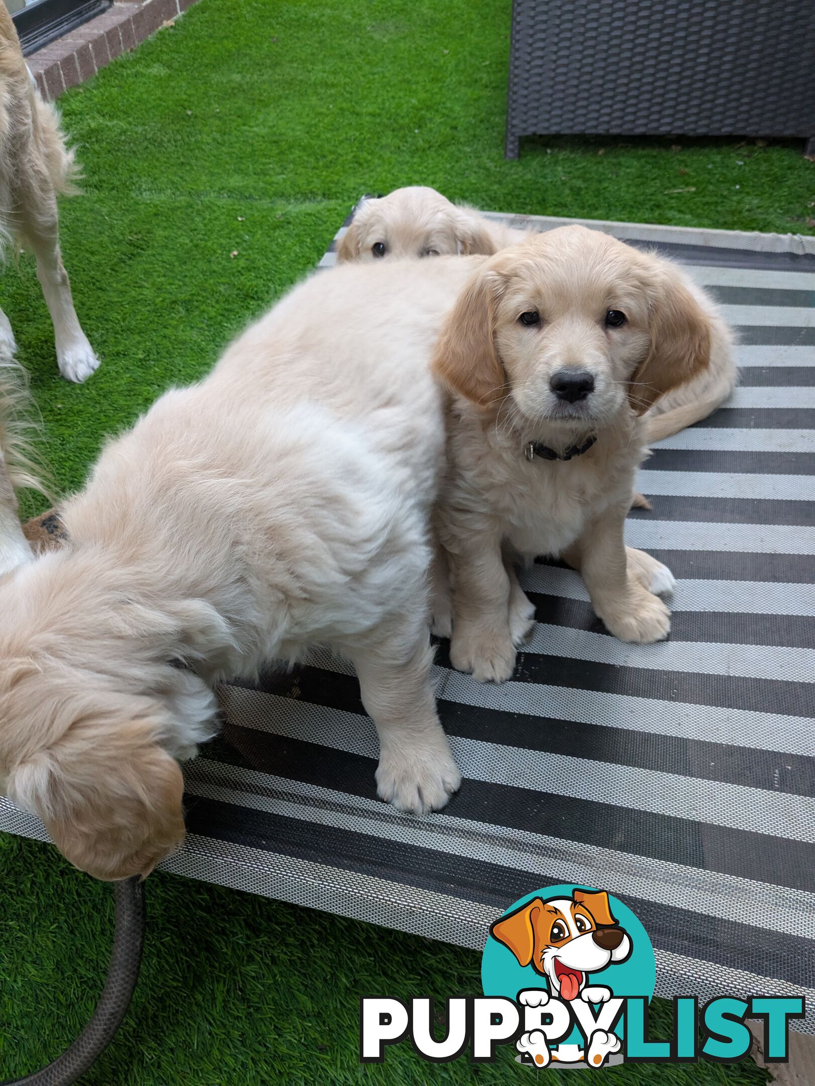 Pedigree Pure Bred GORGEOUS GOLDEN RETRIEVER PUPS