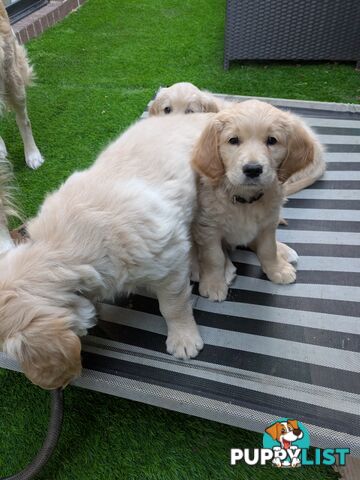 Pedigree Pure Bred GORGEOUS GOLDEN RETRIEVER PUPS
