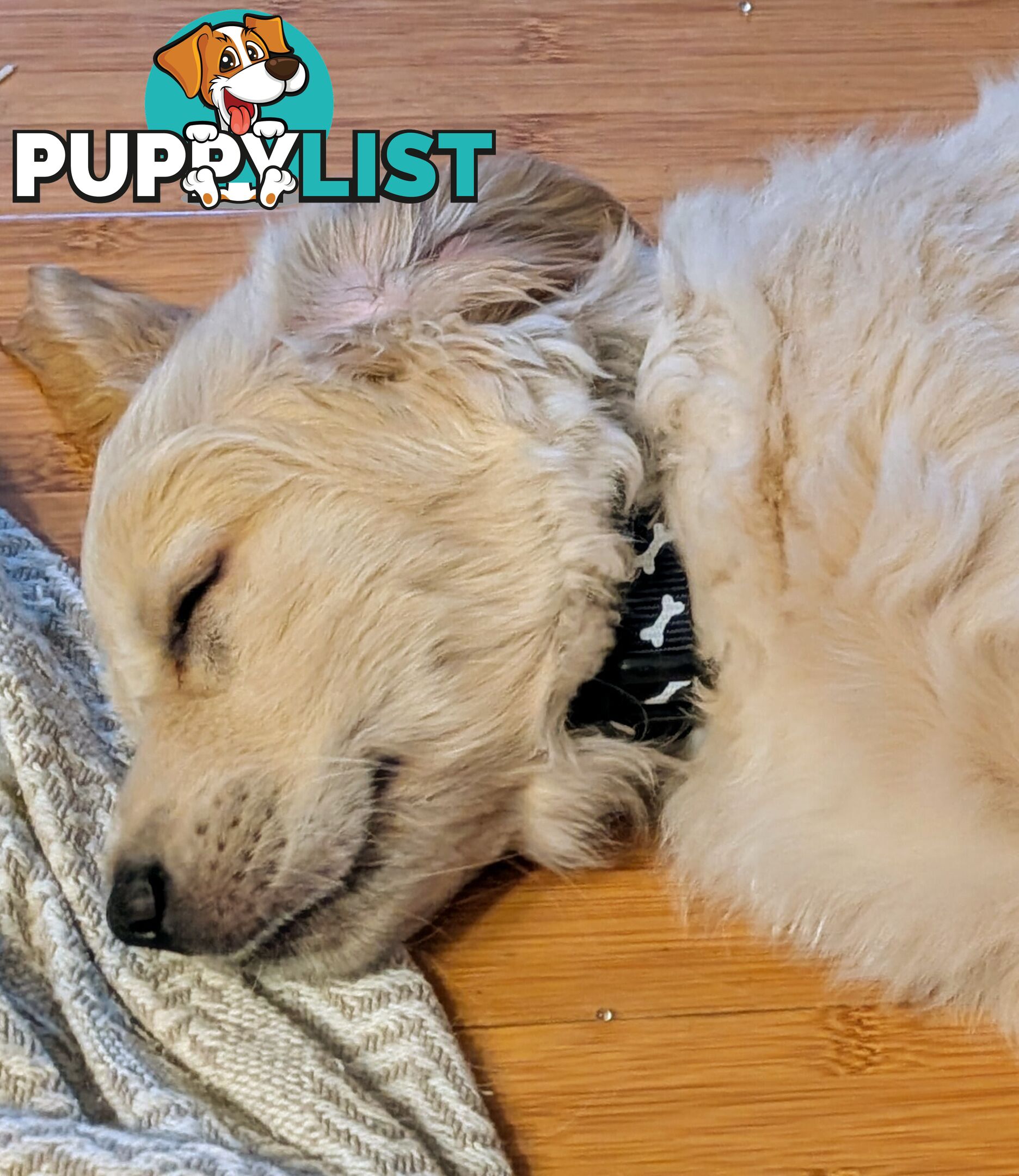 Pedigree Pure Bred GORGEOUS GOLDEN RETRIEVER PUPS