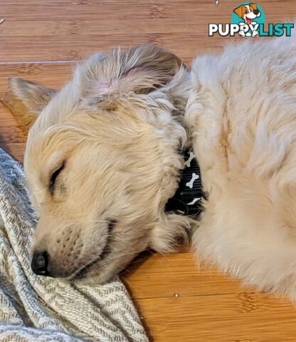 Pedigree Pure Bred GORGEOUS GOLDEN RETRIEVER PUPS