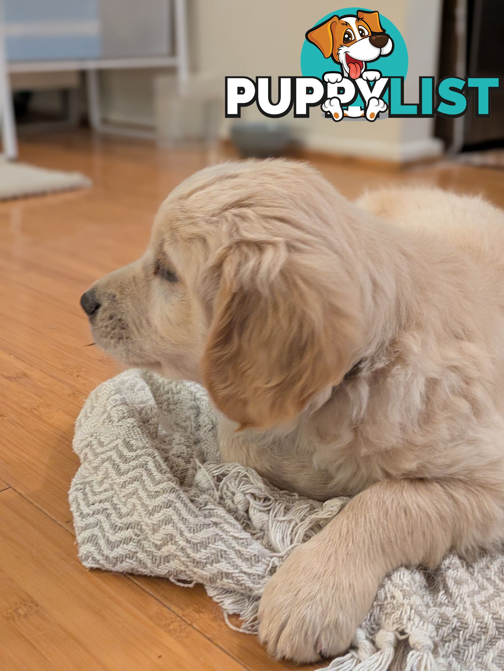 Pedigree Pure Bred GORGEOUS GOLDEN RETRIEVER PUPS