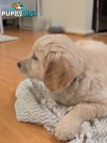 Pedigree Pure Bred GORGEOUS GOLDEN RETRIEVER PUPS