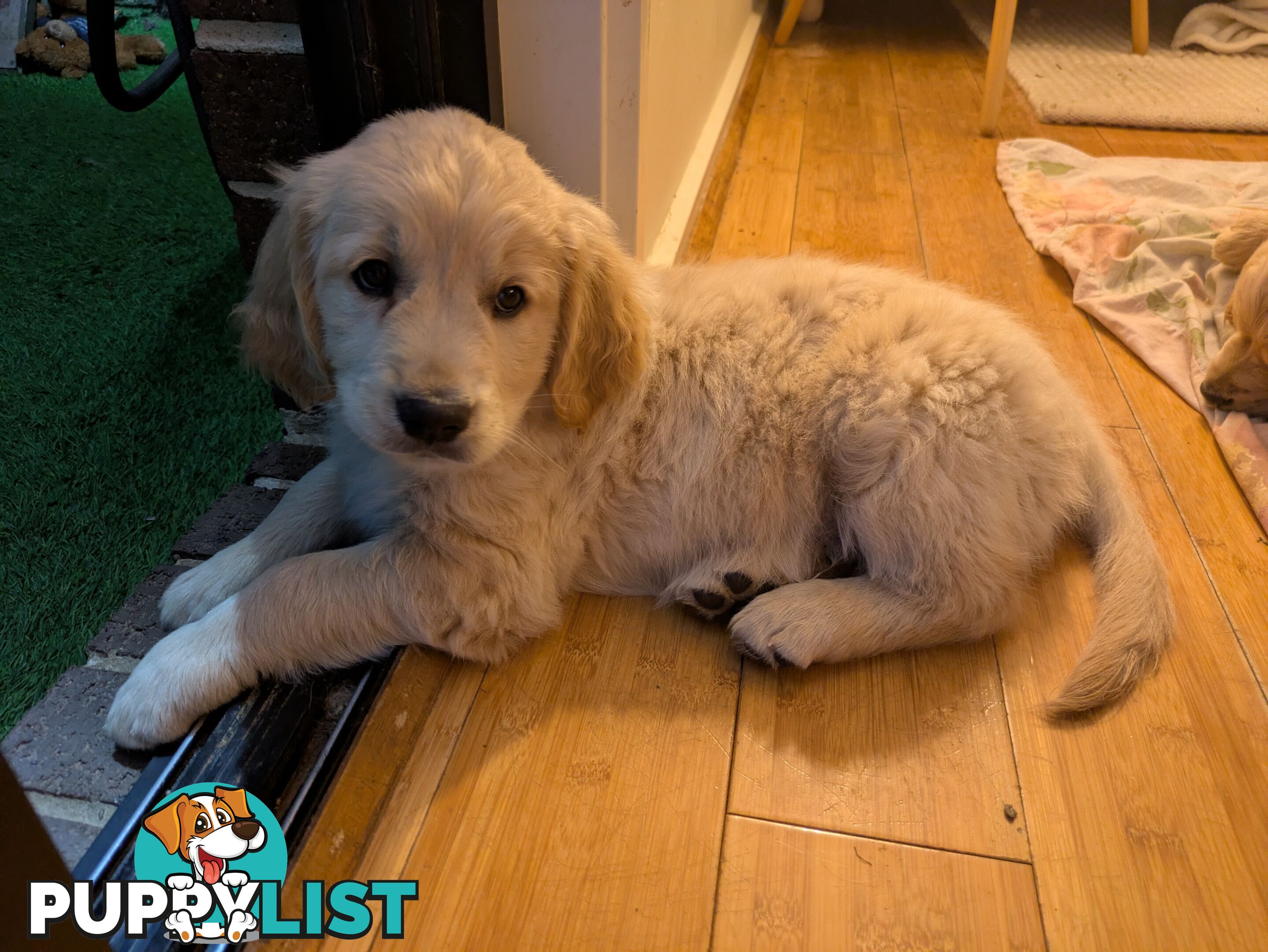 Pedigree Pure Bred GORGEOUS GOLDEN RETRIEVER PUPS