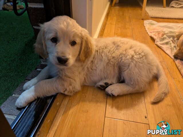 Pedigree Pure Bred GORGEOUS GOLDEN RETRIEVER PUPS
