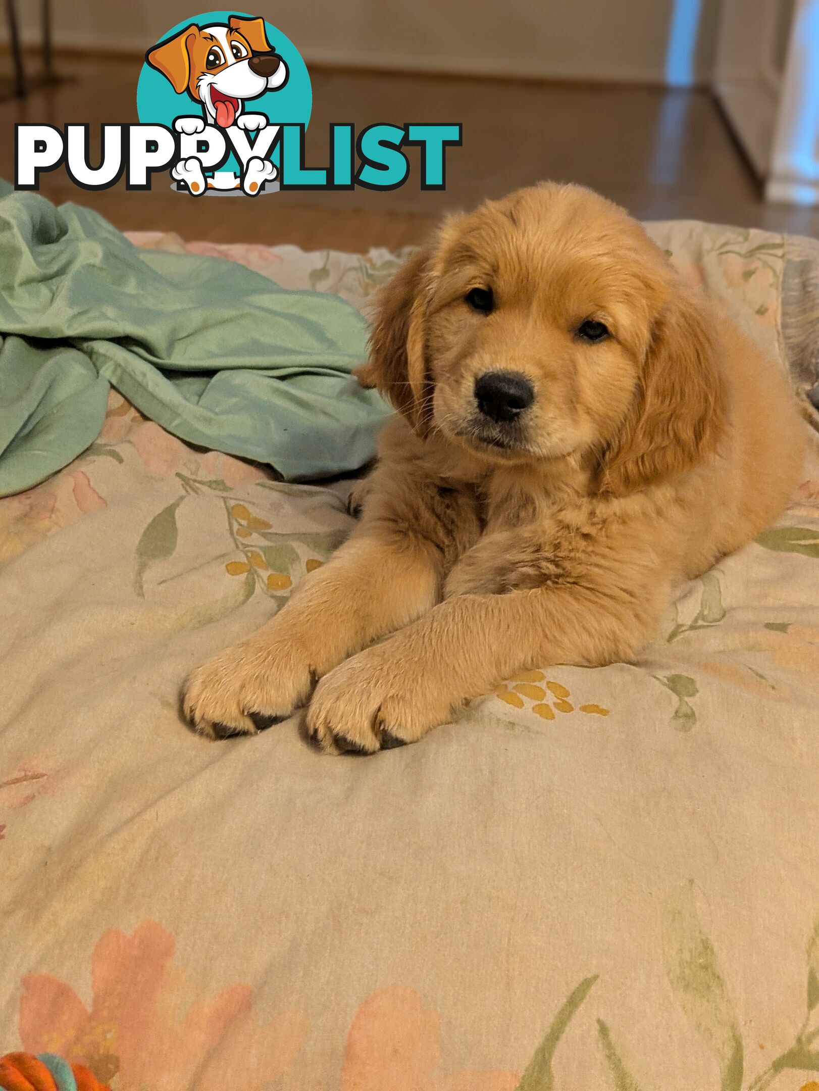 Pedigree Pure Bred GORGEOUS GOLDEN RETRIEVER PUPS