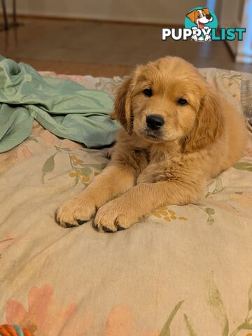 Pedigree Pure Bred GORGEOUS GOLDEN RETRIEVER PUPS