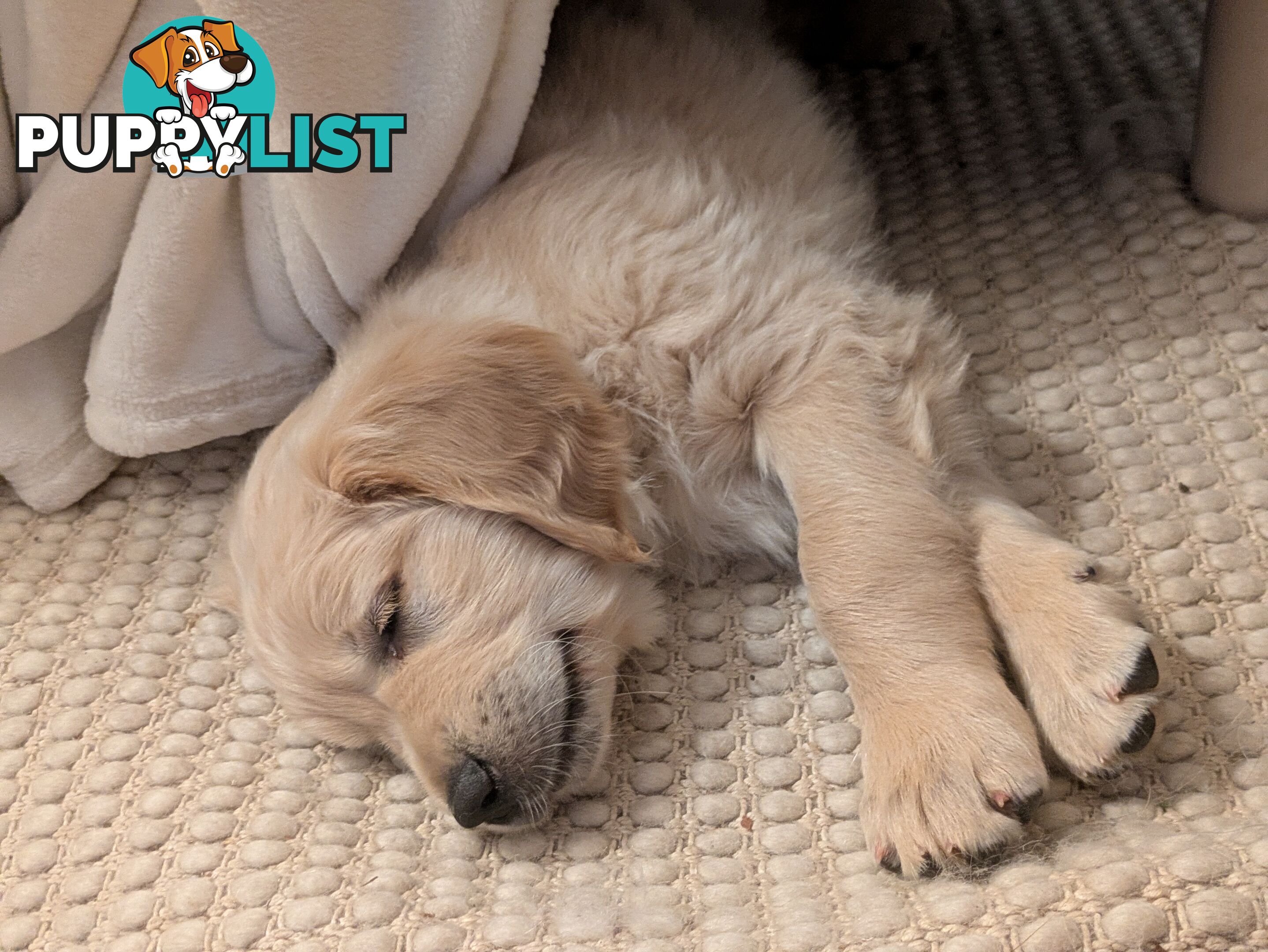 Pedigree Pure Bred GORGEOUS GOLDEN RETRIEVER PUPS