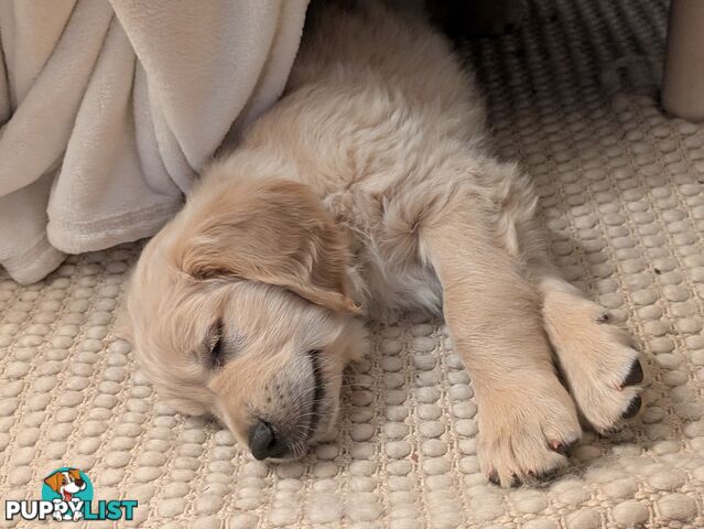 Pedigree Pure Bred GORGEOUS GOLDEN RETRIEVER PUPS