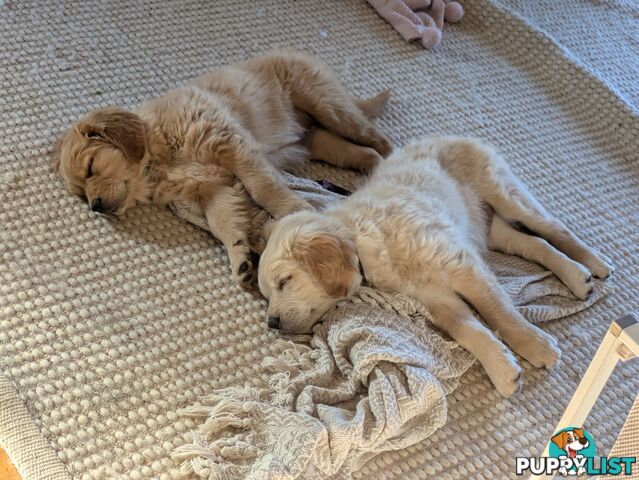 Pedigree Pure Bred GORGEOUS GOLDEN RETRIEVER PUPS