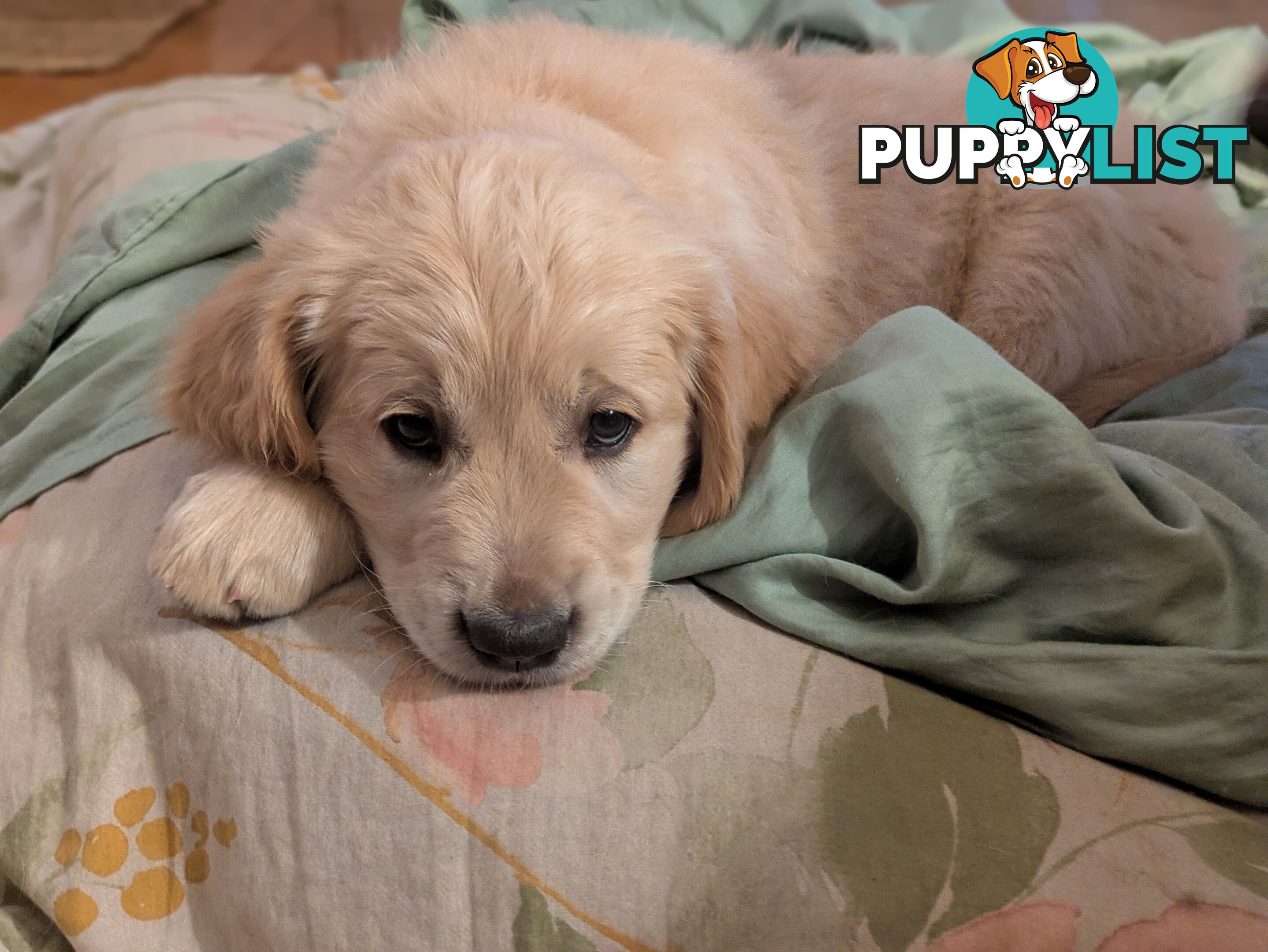 Pedigree Pure Bred GORGEOUS GOLDEN RETRIEVER PUPS
