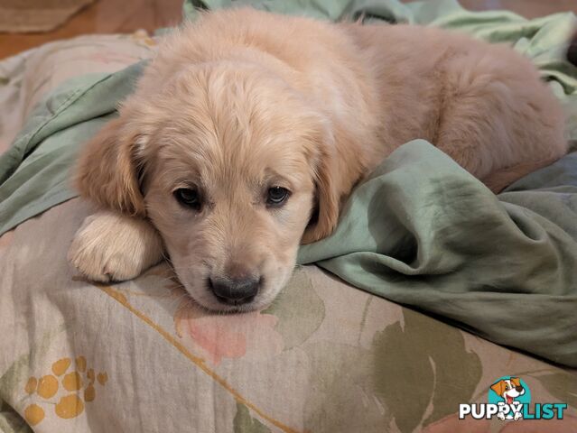 Pedigree Pure Bred GORGEOUS GOLDEN RETRIEVER PUPS