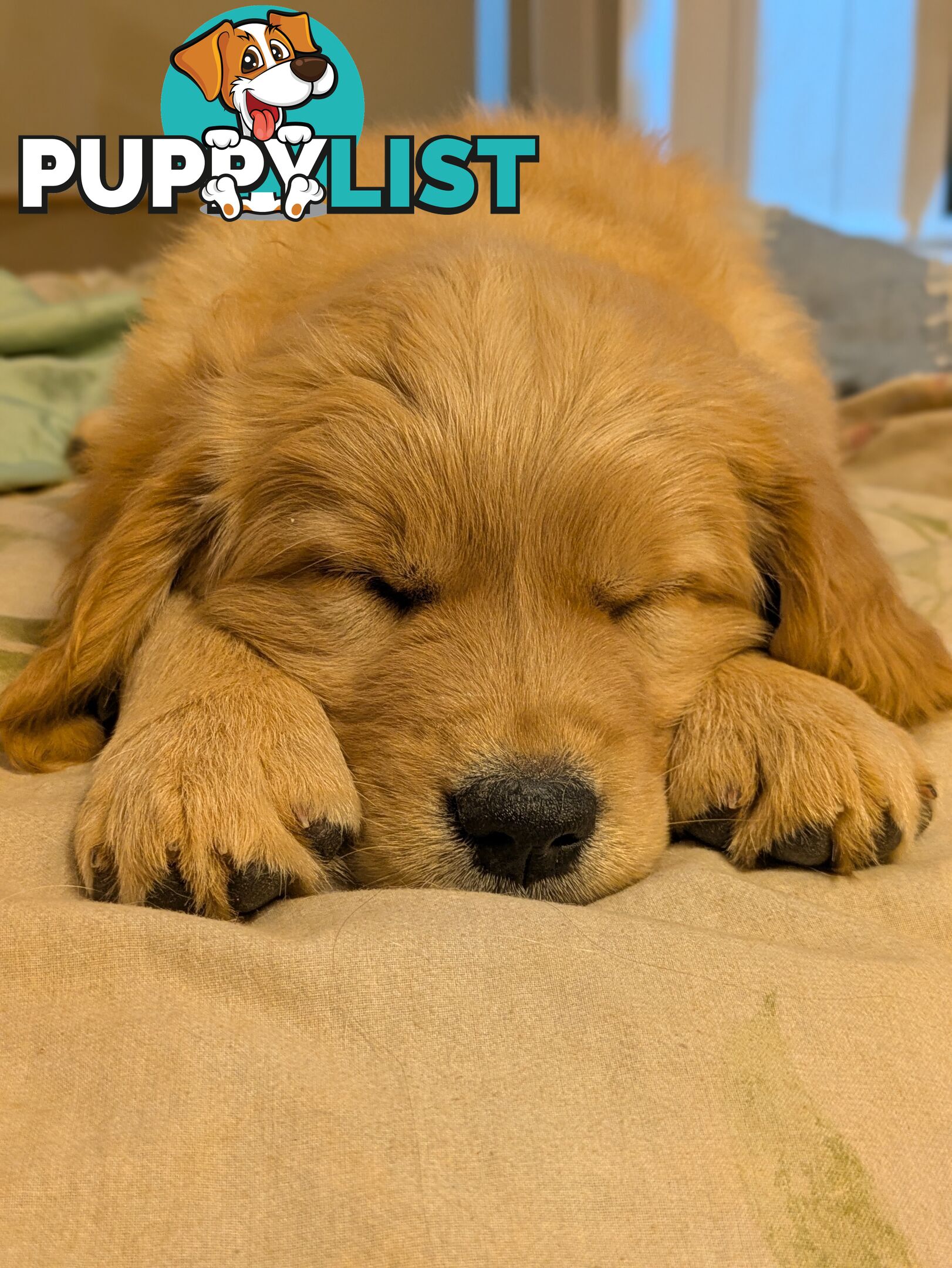 Pedigree Pure Bred GORGEOUS GOLDEN RETRIEVER PUPS