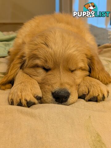 Pedigree Pure Bred GORGEOUS GOLDEN RETRIEVER PUPS